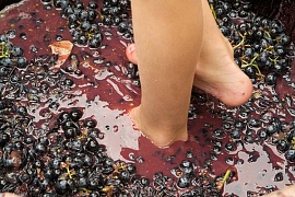 Вино под ногами